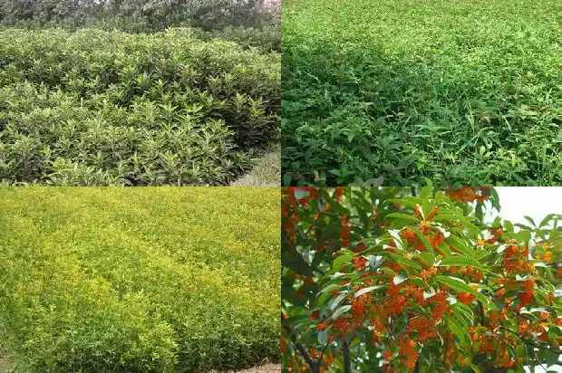 桂花的外形颜色气味味道短文1685321485297