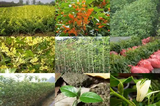 50公分桂花树要多久1690072479645