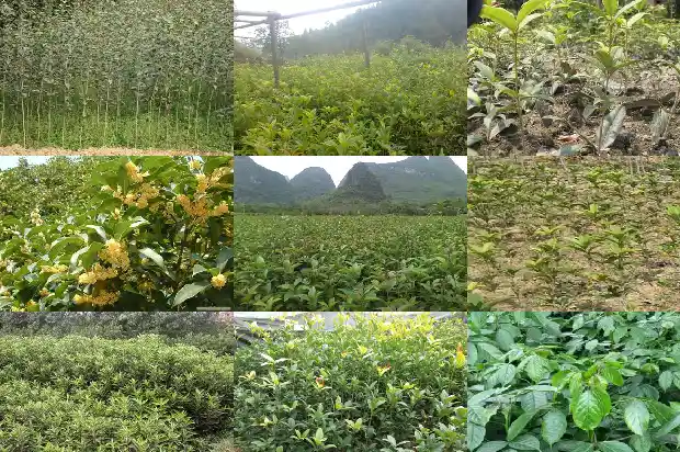 关于桂花的气味的优美片段1685321529888