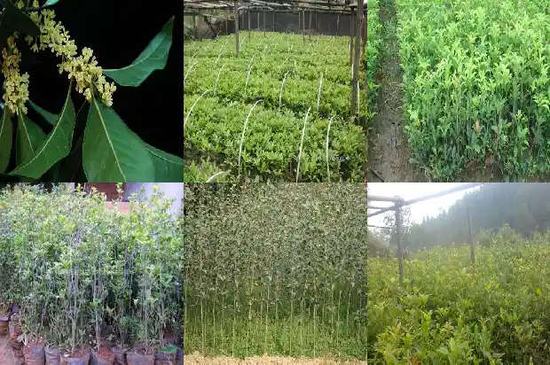 桂花晚上可以喝吗1689035616193