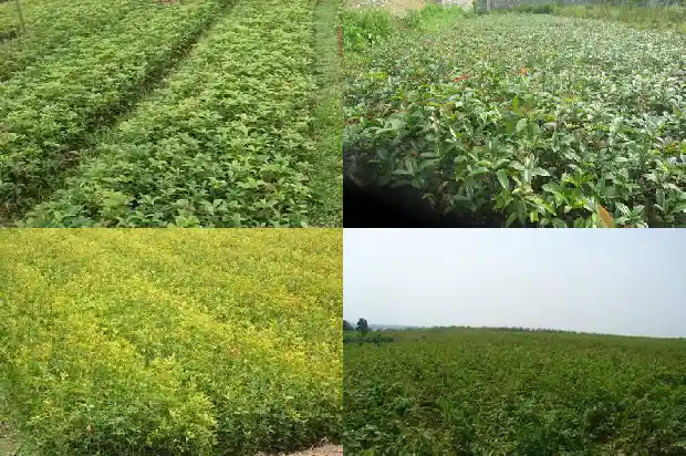 桂花的气味有什么作用和功效呢1685321563716