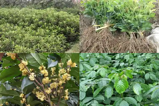 天香台阁桂花叶片1690072572685