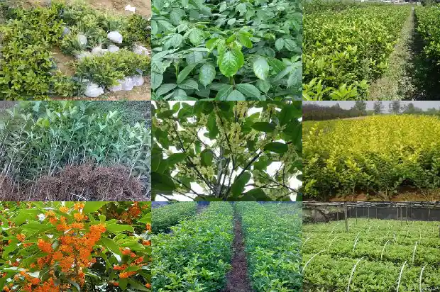 桂花的香味有什么作用?1685321575489