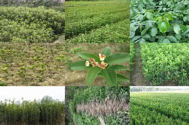 桂花的香味有什么作用?1685321575536