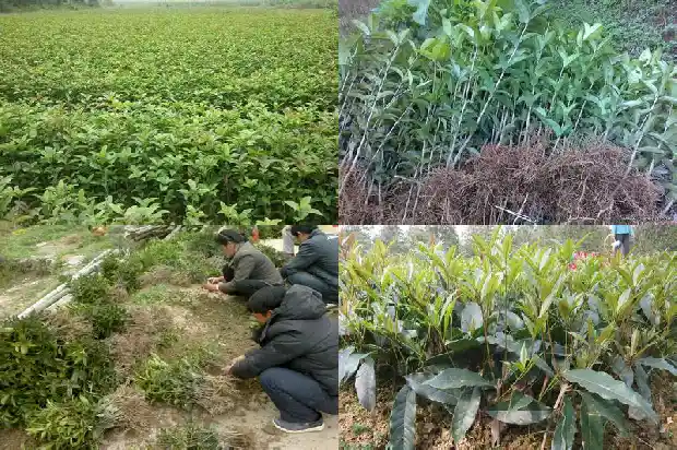 桂花的味道有什么作用和功效1685321584994