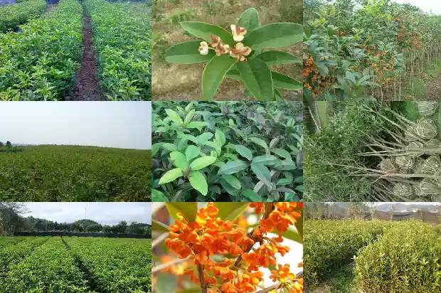 桂花的味道有什么作用和功效1685321585042