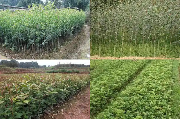 桂花的味道是怎样的1685321592183