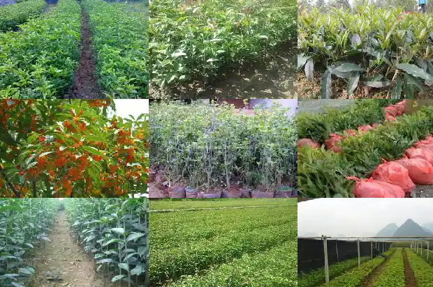 桂花的味道是怎样的1685321592231