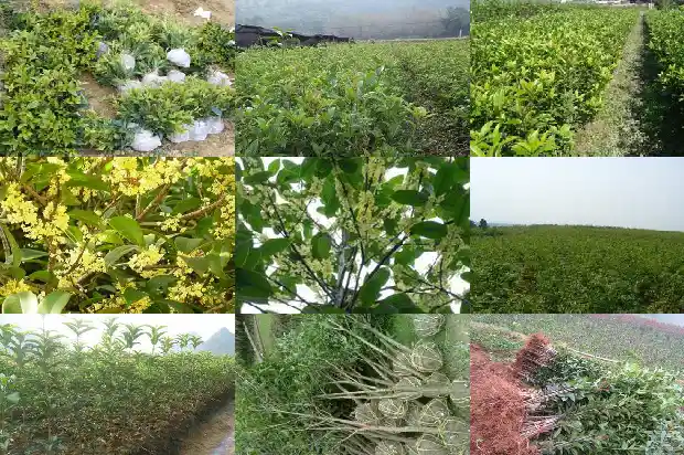 桂花香味有什么作用与功效1685321604202