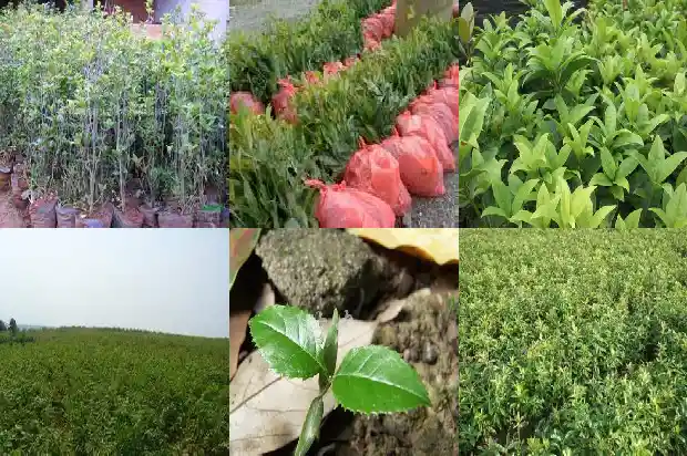 桂花香味有什么作用与功效1685321604298