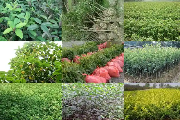 桂花香味有什么作用吗1685321612156