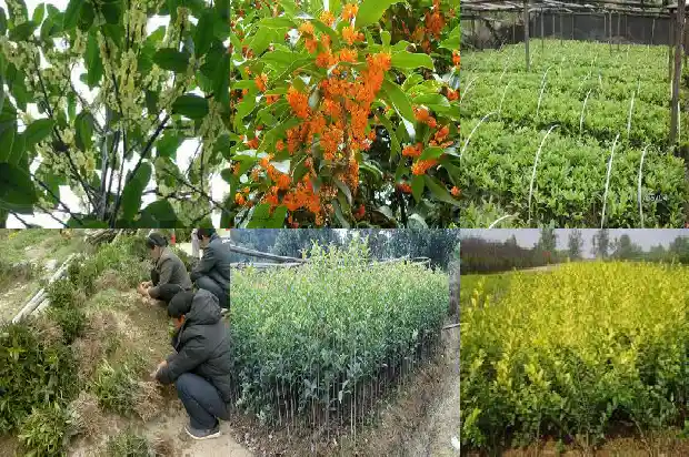 桂花香味的作用1685321623916