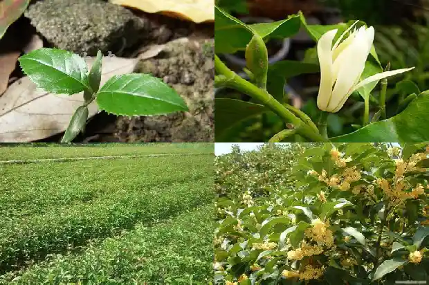 桂花香味的作用1685321623964