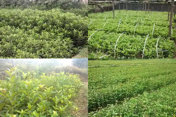 桂花香味的作用1685321624012
