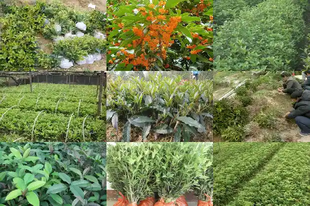 桂花味香吗1685321635637