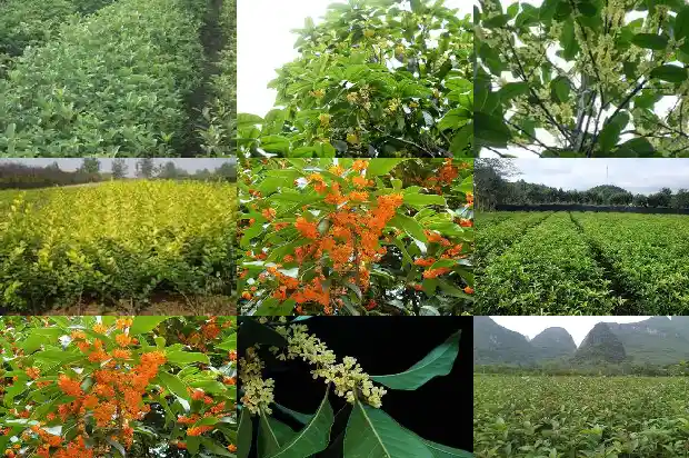 桂花的香气有什么作用1685321645233