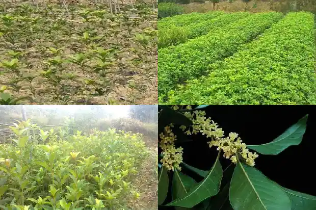 桂花气味的功效与作用是什么1685321654836