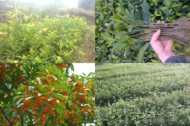 桂花的香味功效与作用1685321662368