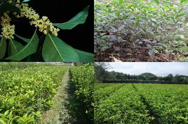 桂花的香味功效与作用1685321662415