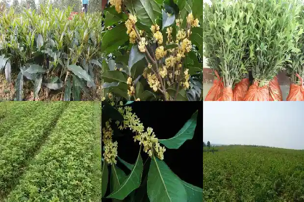 精品桂花树价格多少钱一棵1689838568703