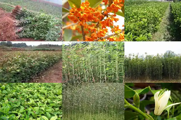 桂花叶子是什么形状和颜色的1685321683281