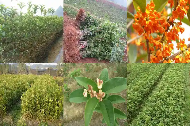 桂花的颜色形状和特征1685321692864