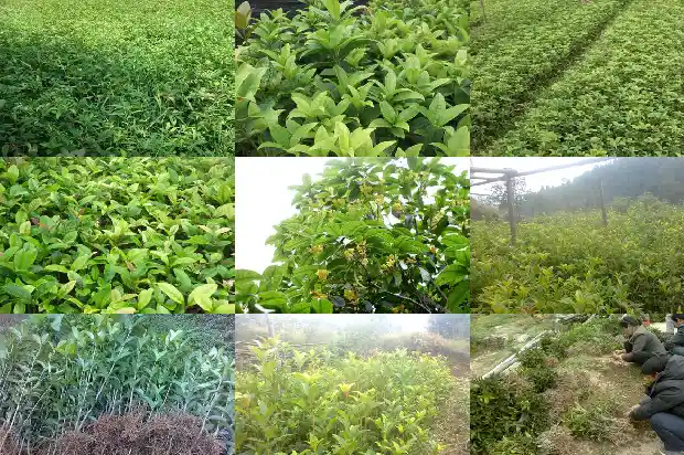 桂花的颜色形状和特征1685321692912