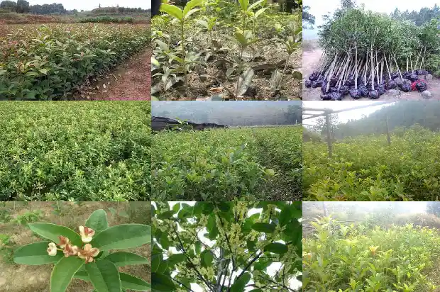 桂花的颜色形状和特征1685321692959