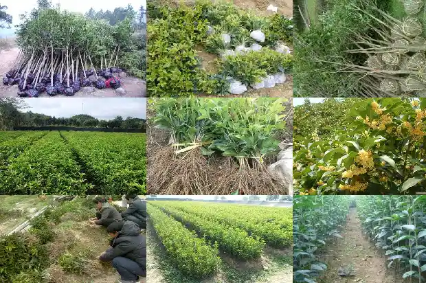 一斤桂花有多少粒呢1685321736091