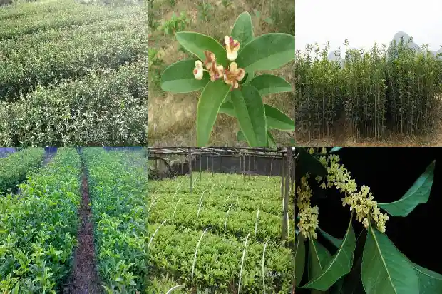 桂花糖多少钱一斤1685321747825