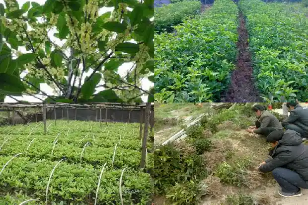 桂花糖多少钱一斤1685321747873
