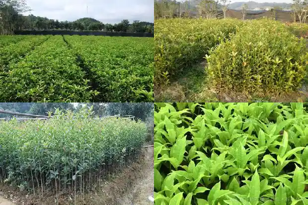 糖桂花一瓶多少克1685321759848