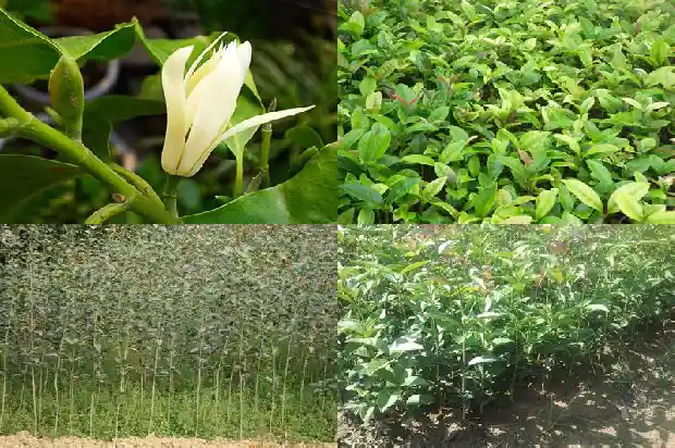 糖桂花一瓶多少克1685321759896