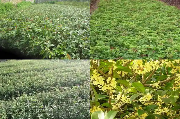 糖桂花一瓶多少克1685321759944