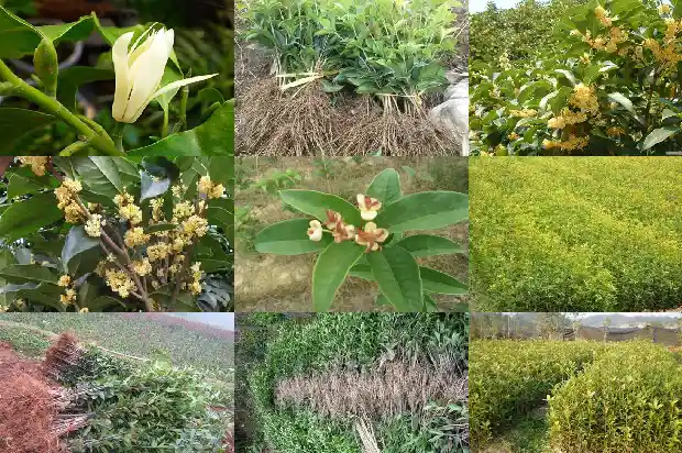 桂花的酒多少钱一瓶1685321774383