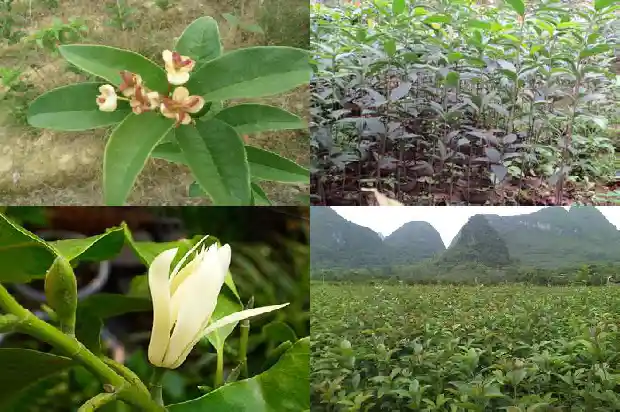 怎么盐桂花1685321795986