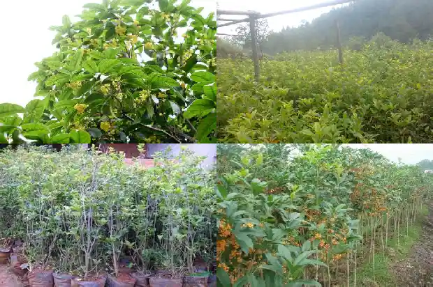 用盐腌制桂花盐和桂花的比例1685321807756