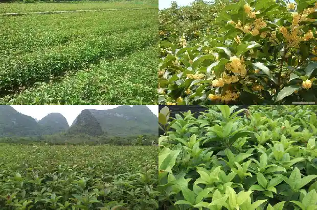 用盐腌制桂花盐和桂花的比例1685321807804
