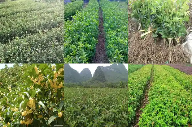 桂花牌食用盐1685321824872
