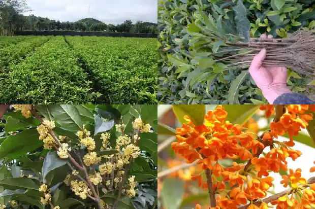 桂花树的间距多少米合适1690849931350
