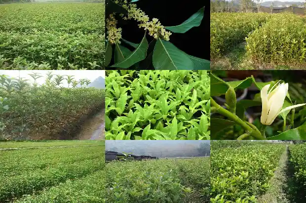 为什么不能种桂花树1690677514529