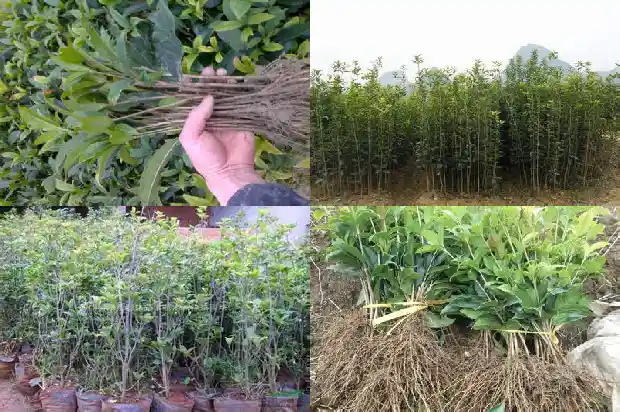 十年的桂花树能卖多少钱一棵1689837927574