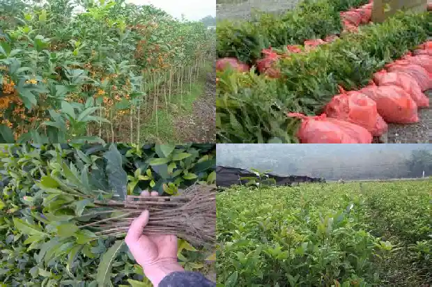 酒店桂花鱼多少钱一斤1685321885064