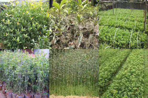 桂花鱼单价1685321896776