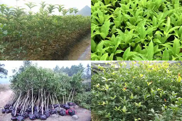 世界上最高的桂花树有多高1685321918275