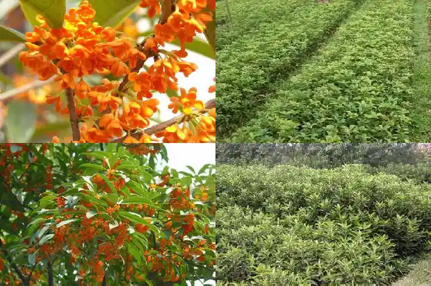 泡制桂花酒的比例是多少1689034332248