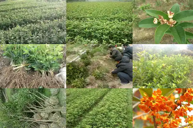 世界上最高的桂花树有多高1685321918416