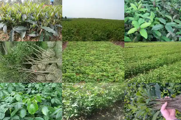 桂花栽多久开花啊1685321930560