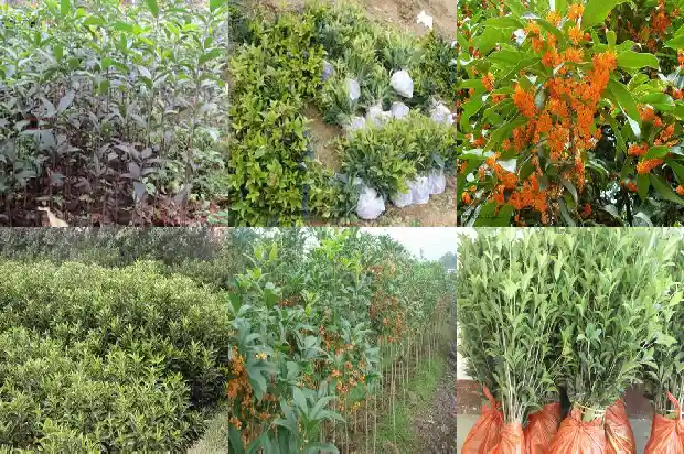 盆栽桂花多久才能开花?1685321942401
