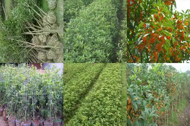 盆栽桂花多久才能开花?1685321942448